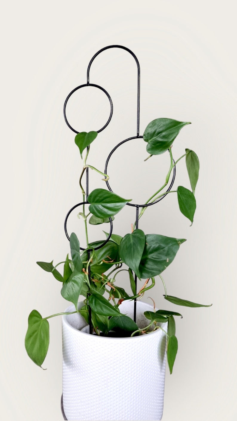 The Bubbles Plant Trellis | 70cm | metal plant support for monstera hoya | black | plant stake | plant giftsI accessories for climbing plant