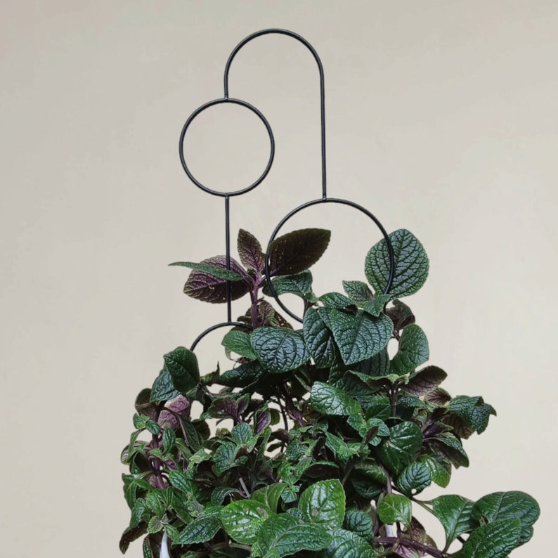 The Bubbles Plant Trellis | 70cm | metal plant support for monstera hoya | black | plant stake | plant giftsI accessories for climbing plant