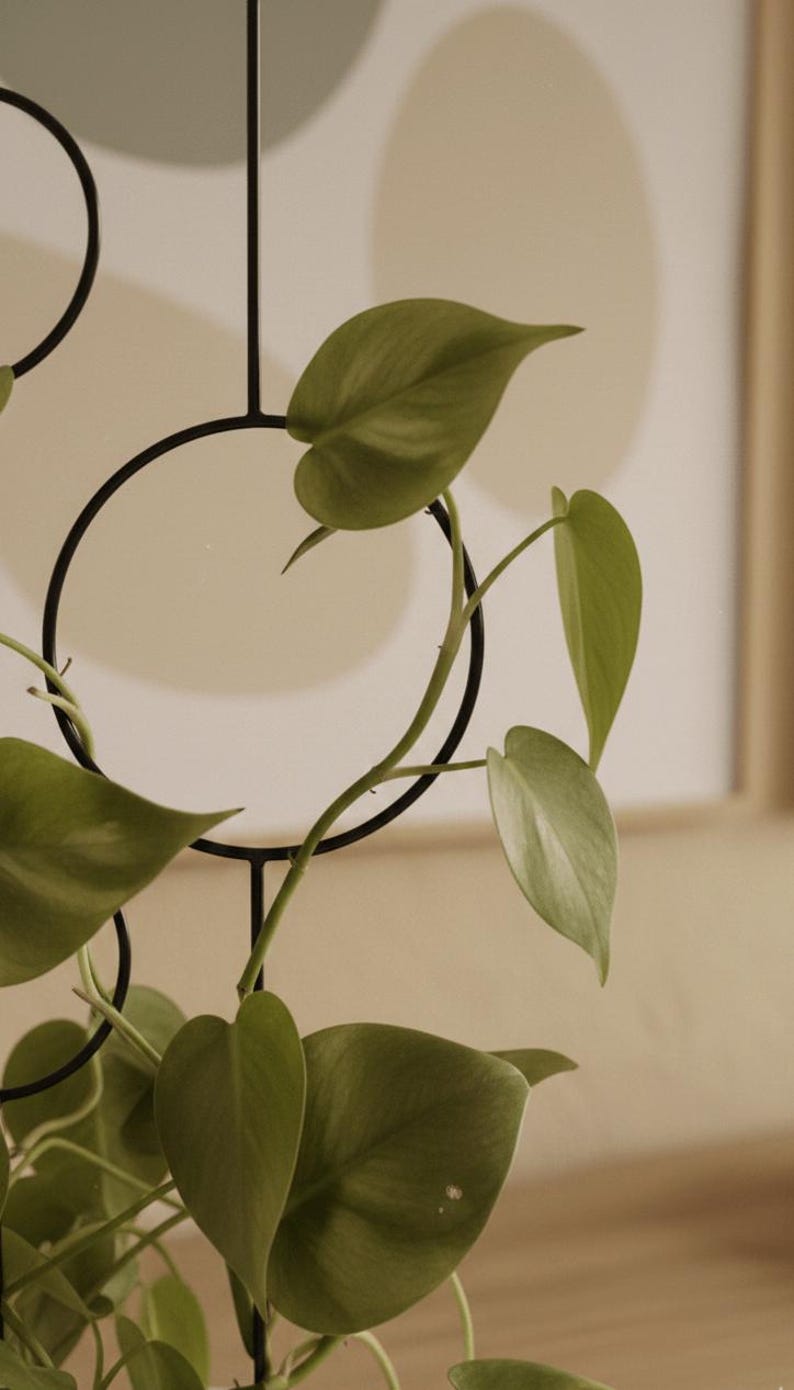 The Bubbles Plant Trellis | 70cm | metal plant support for monstera hoya | black | plant stake | plant giftsI accessories for climbing plant