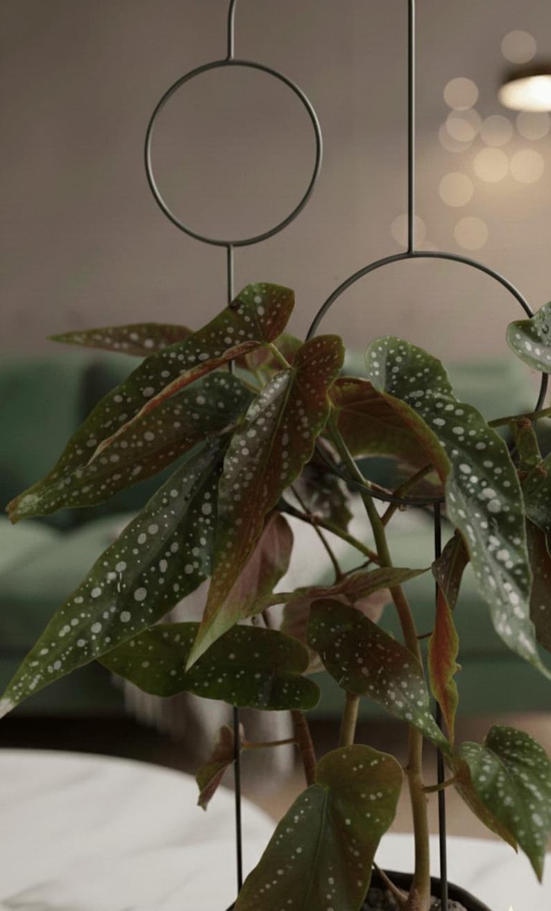 The Bubbles Plant Trellis | 70cm | metal plant support for monstera hoya | black | plant stake | plant giftsI accessories for climbing plant