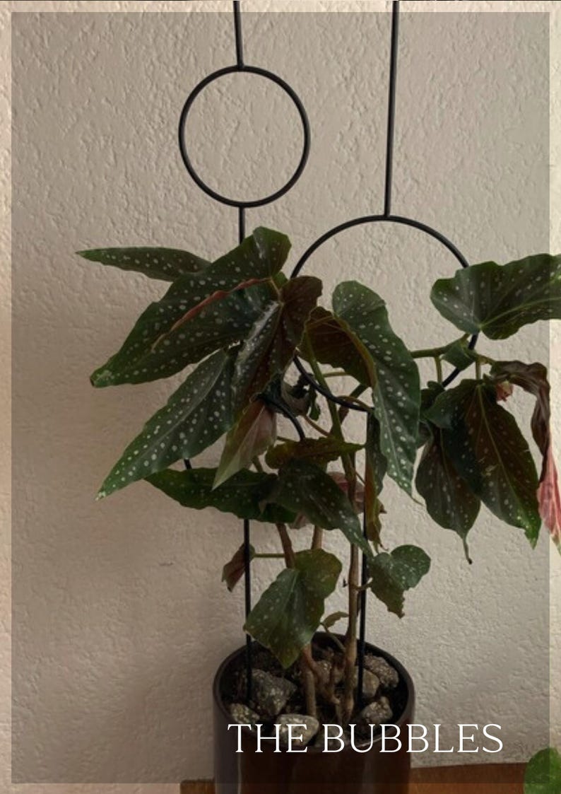 The Bubbles Plant Trellis | 70cm | metal plant support for monstera hoya | black | plant stake | plant giftsI accessories for climbing plant