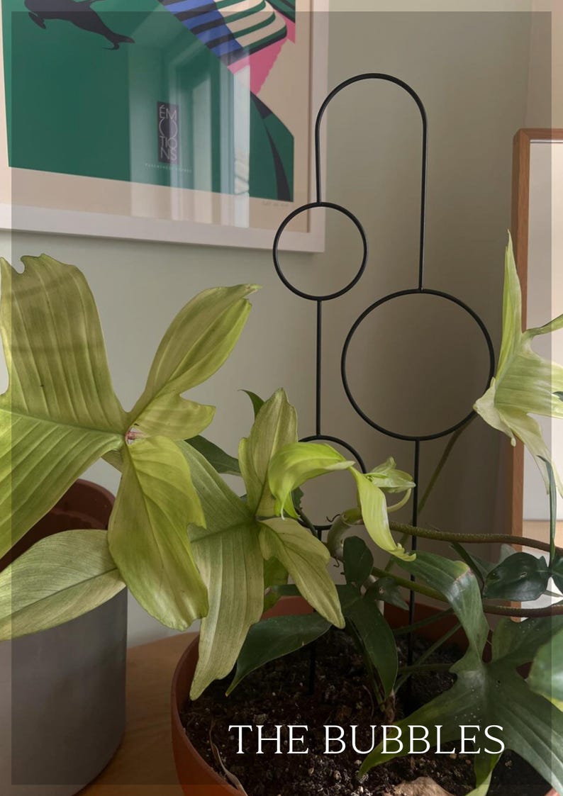 The Bubbles Plant Trellis | 70cm | metal plant support for monstera hoya | black | plant stake | plant giftsI accessories for climbing plant